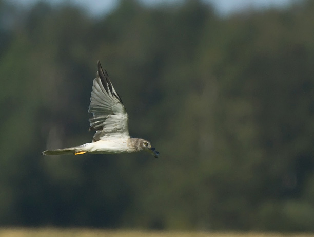 Arosuohaukka, Pallid Harrier, Circus macrourus